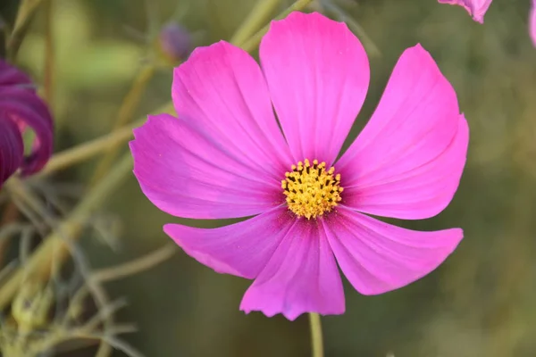 Cosmos Flowers Natural Blurred Background — Stock Photo, Image