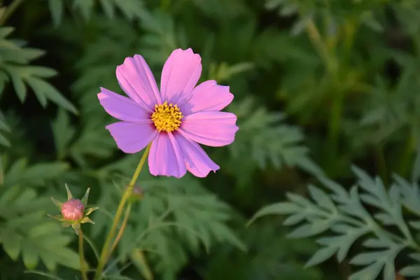 Fleurs Cosmos Avec Fond Flou Naturel — Photo