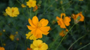 Kozmos çiçekleri, doğal bulanık arkaplanlı