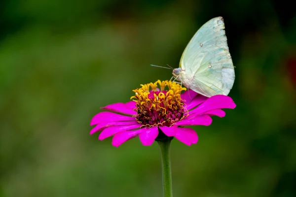 Pink Zinnia Flower Butterfly Natural Blurred Background — Stock Photo, Image