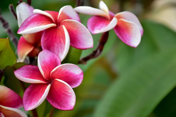 Fiore Plumeria Viola Con Sfondo Naturale Sfocato — Foto Stock