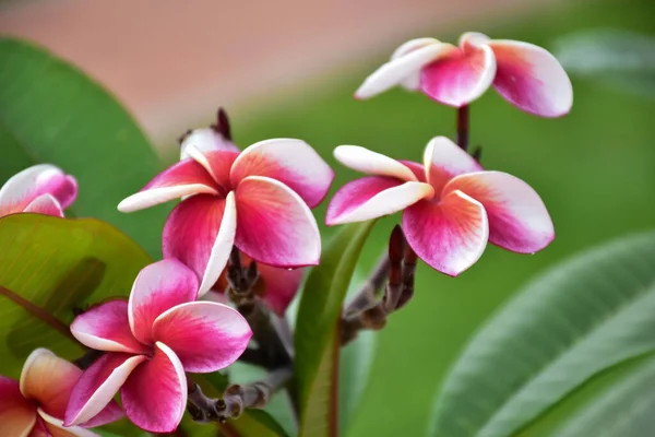 背景が自然にぼやけた紫色の花を咲かせます — ストック写真