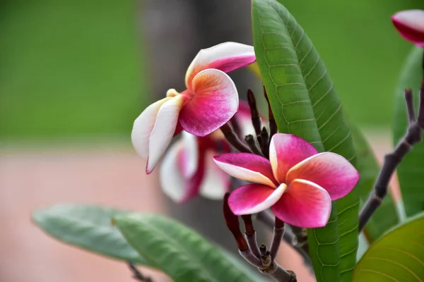 Fiore Plumeria Viola Con Sfondo Naturale Sfocato — Foto Stock