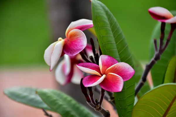 Fialová Plumeria Květ Přirozeným Rozmazané Pozadí — Stock fotografie