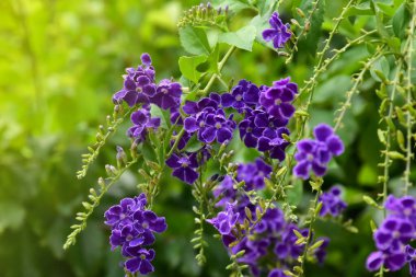 Bulanık arkaplanı olan güvercin çileği. Seçici odak.