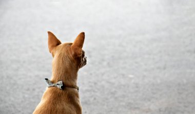 Dişi chihuahua sahibini bekliyor. Seçici odak.