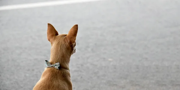 女性Chihuahua彼女の所有者を待っている 選択的焦点 — ストック写真