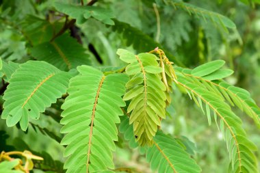 Siyam senna ağaçlarının genç yaprakları.