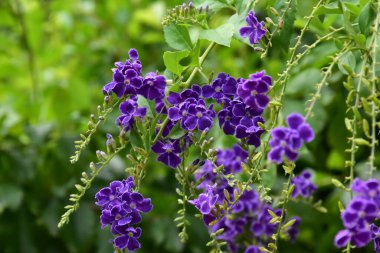 Gökyüzü çiçeği; Altın çiy damlası; Güvercin çileği; Duranta