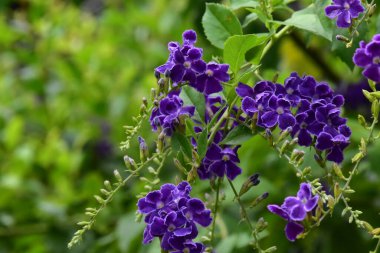 Gökyüzü çiçeği; Altın çiy damlası; Güvercin çileği; Duranta