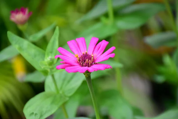 Pin zinnia flower with natural blurred background.