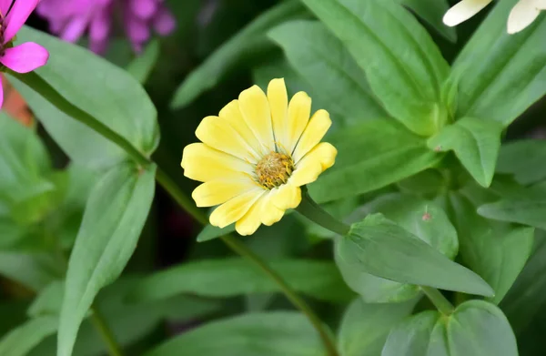 Fleur Zinnia Jaune Avec Fond Flou Naturel — Photo