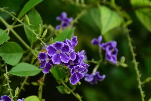 Flor Céu Gota Orvalho Dourado Bagas Pombo Duranta — Fotografia de Stock