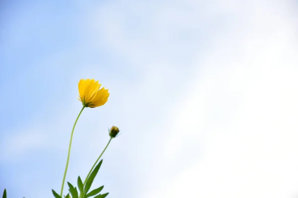 Eine Einzige Gelbe Kosmos Blume — Stockfoto