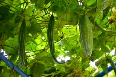 Üst, dallar, yapraklar, çiçekler ve yılan kabağının meyveleri..