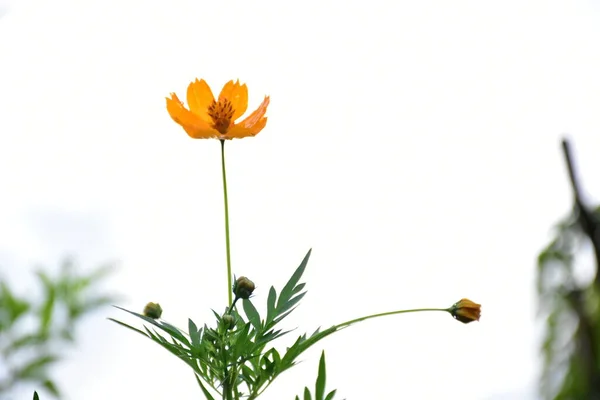 Fiori Cosmo Giallo Con Sfondo Naturale Sfocato — Foto Stock