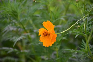 Sarı kozmos çiçekleri ve doğal bulanık arka plan.