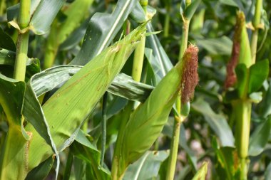 Çiğ mısır tamamen büyüdü, hasat için hazır. (Seçici odaklanma)