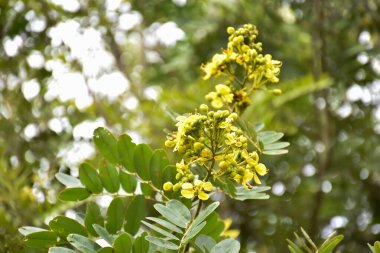 Cassia çiçeği ya da siyam Senna çiçeği. Tıbbi bir bitki ve yüksek vitaminleri var. Bitkisel bir bitki..