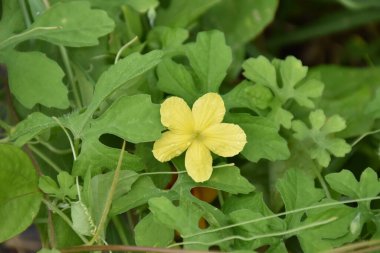 Ormanda acı kavun ya da acı kabak. Tıbbi bir bitki ve yüksek vitaminleri var. Bitkisel bir bitki..
