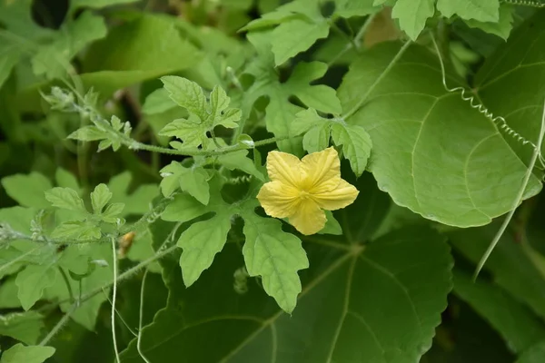 森の中でゴーヤやゴーヤ それは医療工場であり 高いビタミンを持っています ハーブ植物です — ストック写真