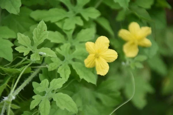 Bittermelon Eller Bitterkalv Skogen Det Medicinsk Växt Och Har Höga — Stockfoto