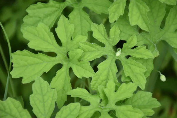 Melón Amargo Calabaza Amarga Bosque Planta Medicinal Tiene Altas Vitaminas —  Fotos de Stock