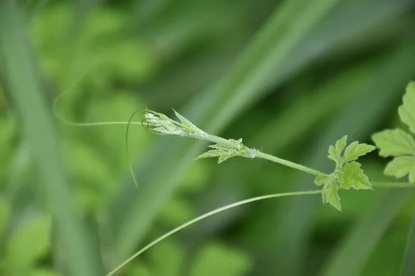 森の中でゴーヤやゴーヤ それは医療工場であり 高いビタミンを持っています ハーブ植物です — ストック写真