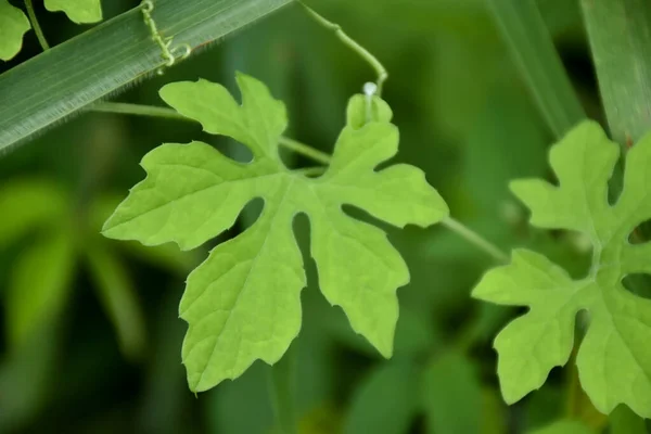 Keserű Dinnye Vagy Keserű Tök Erdőben Orvosi Növény Magas Vitaminokkal — Stock Fotó