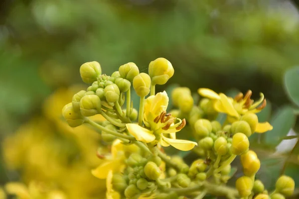 Senné Siamois Fleur Cassia Est Plante Herbe Médicale Goût Amer — Photo