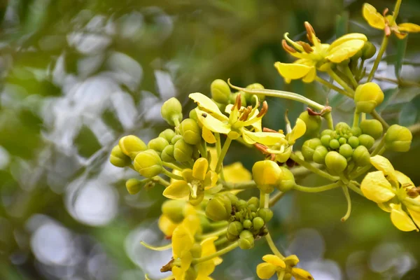 Senné Siamois Fleur Cassia Est Plante Herbe Médicale Goût Amer — Photo