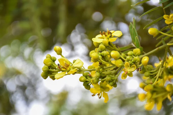 Senné Siamois Fleur Cassia Est Plante Herbe Médicale Goût Amer — Photo