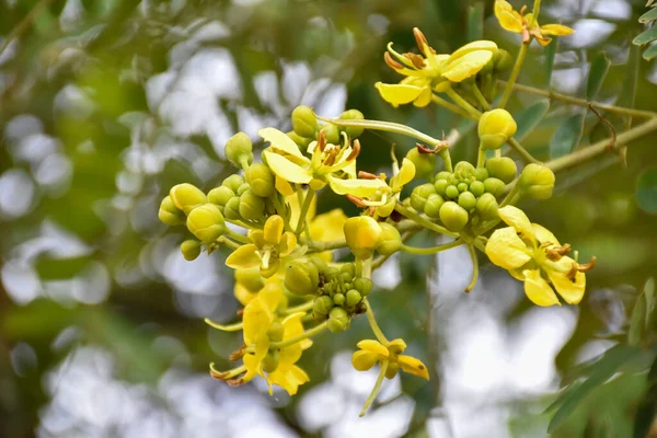 Siamese senna or Cassia flower is the medical plant or herb. It has bitter taste and high a and c vitamins.