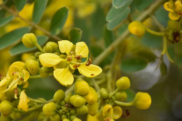 Siamese senna or Cassia flower is the medical plant or herb. It has bitter taste and high a and c vitamins.