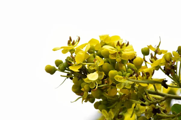 Senna Siameză Sau Floarea Cassia Este Planta Sau Planta Medicală — Fotografie, imagine de stoc