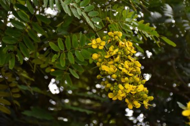Siyam senna ya da Cassia çiçeği tıbbi bitki ya da şifalı bitkidir. Acı bir tadı ve yüksek a ve c vitaminleri var..