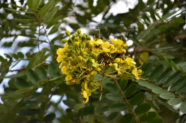 Siyam senna ya da Cassia çiçeği tıbbi bitki ya da şifalı bitkidir. Acı bir tadı ve yüksek a ve c vitaminleri var..