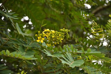 Siyam senna ya da Cassia çiçeği tıbbi bitki ya da şifalı bitkidir. Acı bir tadı ve yüksek a ve c vitaminleri var..