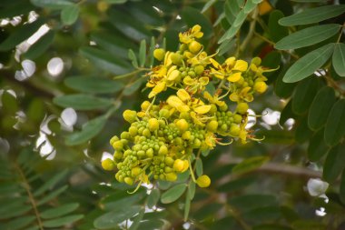 Siyam senna ya da Cassia çiçeği tıbbi bitki ya da şifalı bitkidir. Acı bir tadı ve yüksek a ve c vitaminleri var..