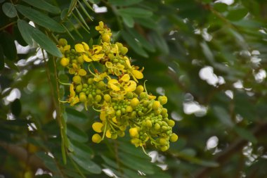 Siyam senna ya da Cassia çiçeği tıbbi bitki ya da şifalı bitkidir. Acı bir tadı ve yüksek a ve c vitaminleri var..