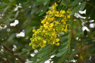 Siyam senna ya da Cassia çiçeği tıbbi bitki ya da şifalı bitkidir. Acı bir tadı ve yüksek a ve c vitaminleri var..