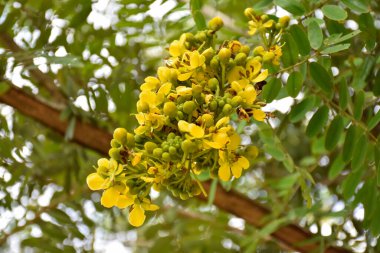 Siyam senna ya da Cassia çiçeği tıbbi bitki ya da şifalı bitkidir. Acı bir tadı ve yüksek a ve c vitaminleri var..