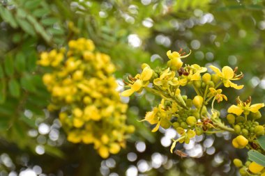 Siyam senna ya da Cassia çiçeği tıbbi bitki ya da şifalı bitkidir. Acı bir tadı ve yüksek a ve c vitaminleri var..