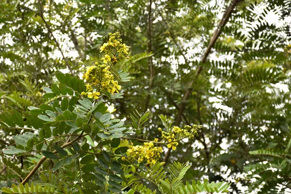 Die Siamesische Senna Oder Cassia Blume Ist Die Heilpflanze Oder — Stockfoto