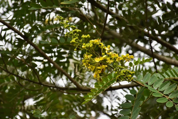 Syjamski Senna Lub Kwiat Cassia Jest Rośliną Medyczną Lub Ziołem — Zdjęcie stockowe