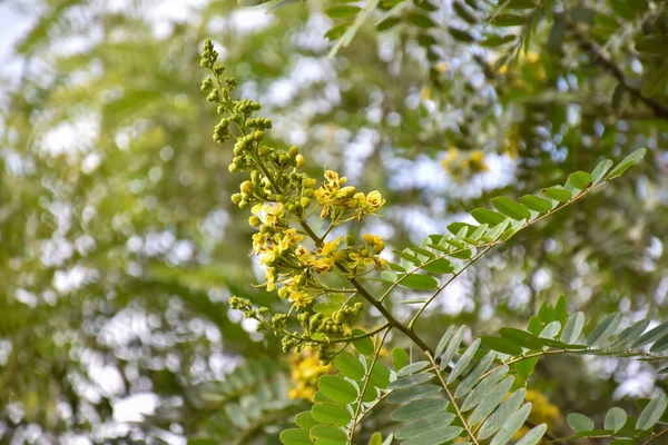 Syjamski Senna Lub Kwiat Cassia Jest Rośliną Medyczną Lub Ziołem — Zdjęcie stockowe