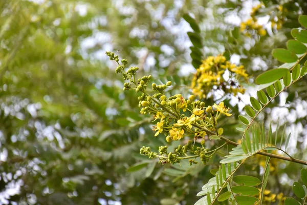 暹罗仙人掌或仙人掌花是药用植物或草药 它的味道苦涩 维生素A和C含量高 — 图库照片