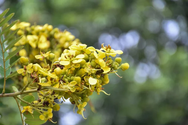 Siamese senna or Cassia flower is the medical plant or herb. It has bitter taste and high a and c vitamins.
