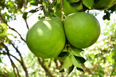 Ağacında asılı büyük yuvarlak yeşil bir nar meyvesi. Tatlı ve ekşi bir tadı vardır ve uzun süre saklanabilir. Taylandlılar bu bitkiyi tüm eyaletlerde yetiştirebilir..
