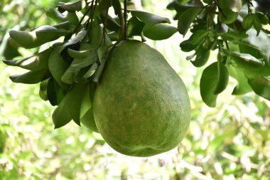 Ağacında asılı büyük yuvarlak yeşil bir nar meyvesi. Tatlı ve ekşi bir tadı vardır ve uzun süre saklanabilir. Taylandlılar bu bitkiyi tüm eyaletlerde yetiştirebilir..